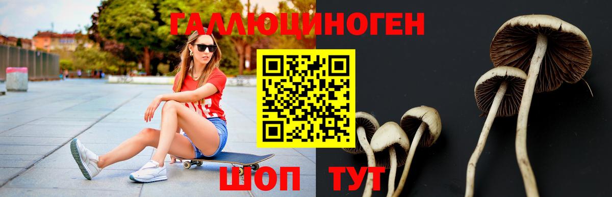 Красноярск  Псилоцибиновые грибы Psilocybe  Вход с VPN 